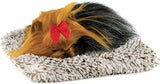Perfect Petzzz Yorkie