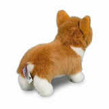 Douglas - Louie Corgi