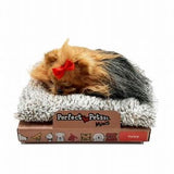 Perfect Petzzz Yorkie