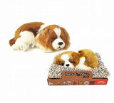 Perfect Petzzz Mini Cavalier King Charles