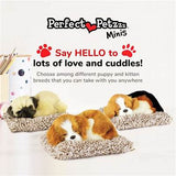 Perfect Petzzz Mini Cavalier King Charles