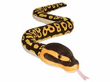 Snakesss Ball Python 54"