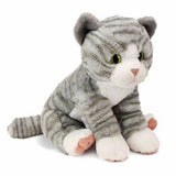 CK Grey Tabby Cat