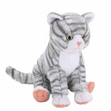 CK Grey Tabby Cat